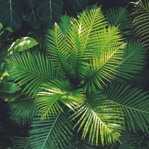 Tropical Palm Plant Collection