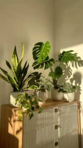 plants